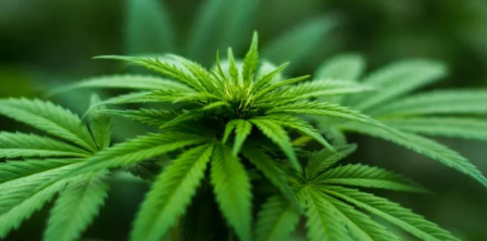 Фото – newsweek.com