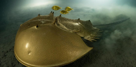 Фото – Instagram laurentballesta