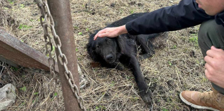 Собака, який постраждав від російського обстрілу, Одеса, 21 квітня 2024 року. Фото – фейсбук Олени Соломонової